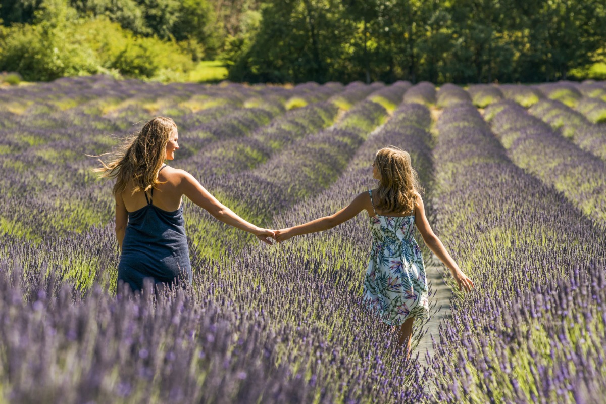 Strolling through the lavender field at Alchemy Art Farm