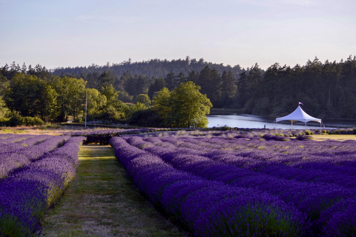 Cooking with Lavender - Pelindaba Lavender - Lavender Products and Lavender  Farm on San Juan Island - Washington