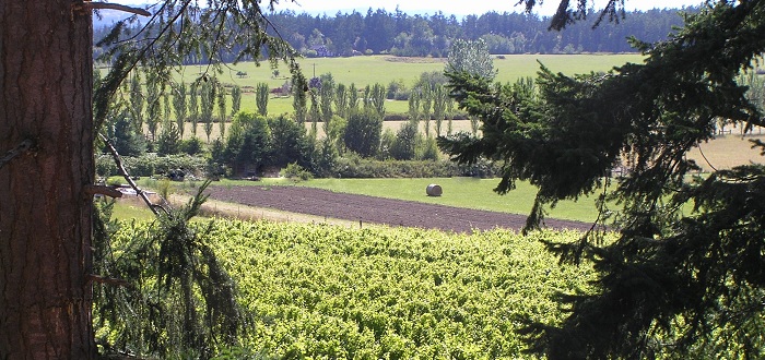 Lopez Island Vineyards