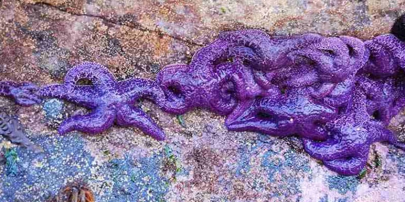 Shearwater Kayak Tours - Purple Starfish